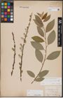 Foto von Salix caprea L. x Salix daphnoides Vill.